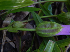 Ipomoea setifera