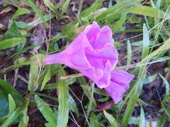 Ipomoea setifera