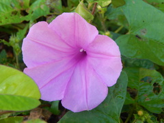 Ipomoea setifera
