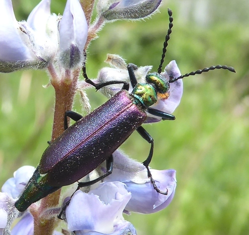 Nuttall's blister beetle