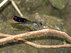 Heliocypha fenestrata