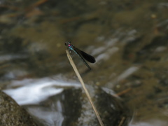 Heliocypha fenestrata