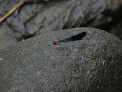 Heliocypha fenestrata