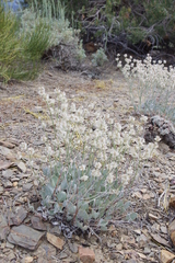 Eriogonum rupinum