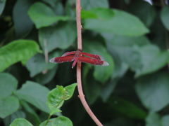 Neurothemis terminata