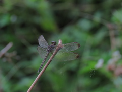 Neurothemis terminata
