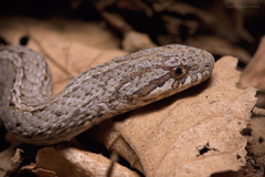 Galvarinus chilensis