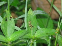 Acrididae