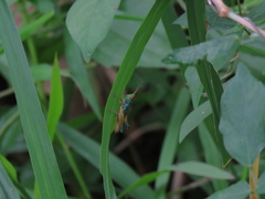 Caryanda spuria