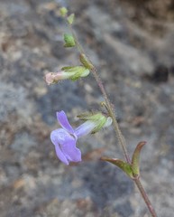 Sairocarpus vexillocalyculatus