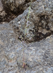 Sairocarpus vexillocalyculatus