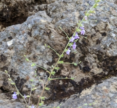 Sairocarpus vexillocalyculatus