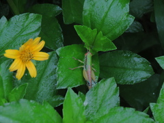 Caryanda spuria