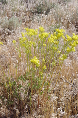 Eriogonum umbellatum chlorothamnus