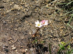Zephyranthes fosteri