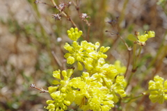 Eriogonum umbellatum chlorothamnus