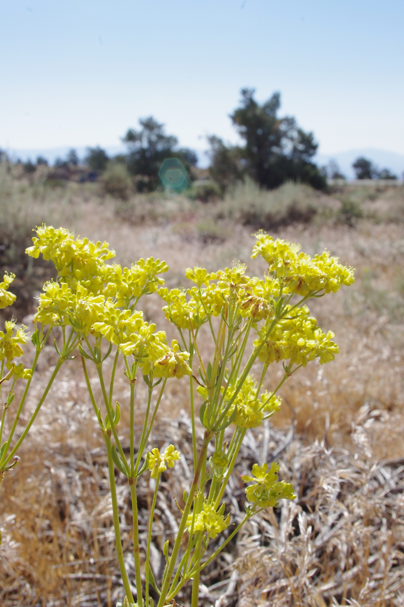 Eriogonum umbellatum var. chlorothamnus