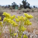 Eriogonum umbellatum chlorothamnus - Photo (c) Janel Johnson, algunos derechos reservados (CC BY-NC), subido por Janel Johnson