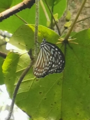 Ideopsis vulgaris macrina