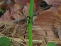 Orthetrum sabina