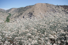 Eriogonum nummulare