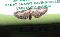 Eupithecia succenturiata