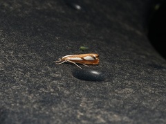 Catoptria permutatellus