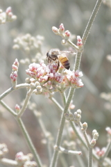 Eriogonum nummulare