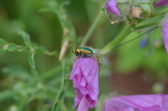 Cryptocephalus hypochaeridis