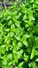 Limnophila aromatica