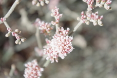 Eriogonum nummulare