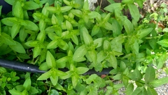 Limnophila aromatica