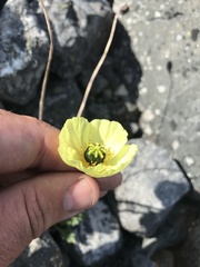 Papaver radicatum kluanense