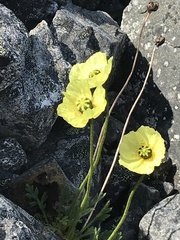 Papaver radicatum kluanense