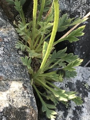 Papaver radicatum kluanense