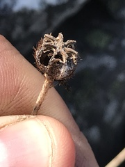 Papaver radicatum kluanense