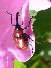 Merhynchites bicolor