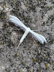 Pterophorus