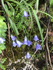 Campanula cochleariifolia