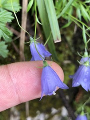 Campanula cochleariifolia