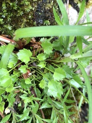 Campanula cochleariifolia