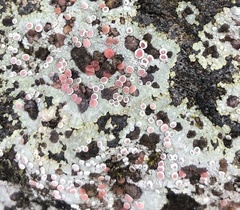 Placopsis rhodophthalma