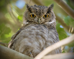 Bubo virginianus magellanicus