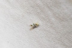 Empoa casta