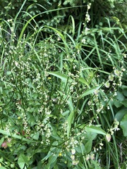 Rumex scutatus
