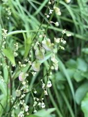 Rumex scutatus