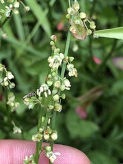 Rumex scutatus