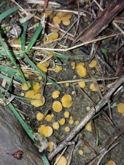 Phaeohelotium confusum