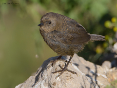 Scytalopus magellanicus