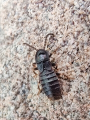 Phosphaenus hemipterus